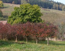 aronia szczepiona na jarzbinie